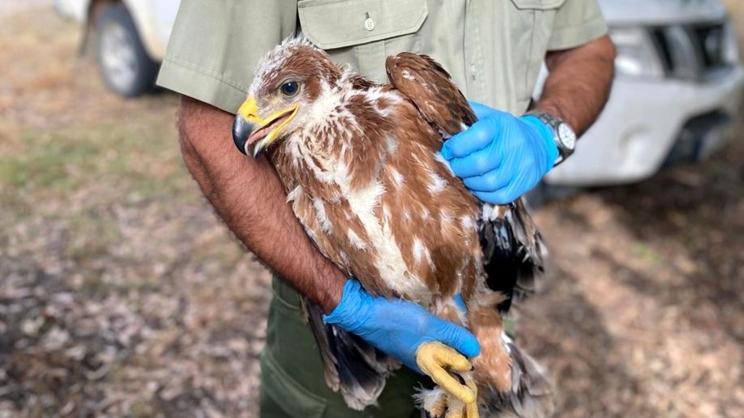 Una cámara web retransmite en directo la vida de una familia de águilas de Doñana por primera vez