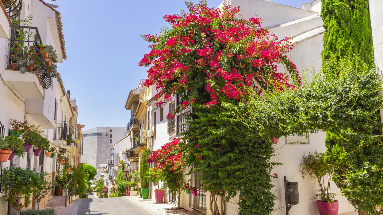 Estepona reconocida por la excelencia de sus jardines en el certamen ‘Andalucía en Flor’