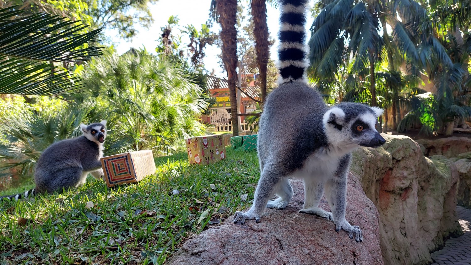 Bioparc Fuengirola utiliza la Navidad como estímulo para fomentar el bienestar y la curiosidad de sus animales