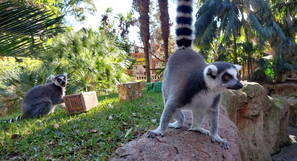 Bioparc Fuengirola utiliza la Navidad como estímulo para fomentar el bienestar y la curiosidad de sus animales