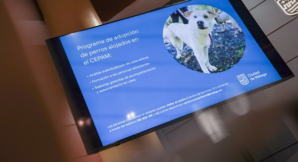 El Ayuntamiento impulsa las adopciones en el CEPAM mediante el estudio del perfil de cada perro y el asesoramiento a las familias