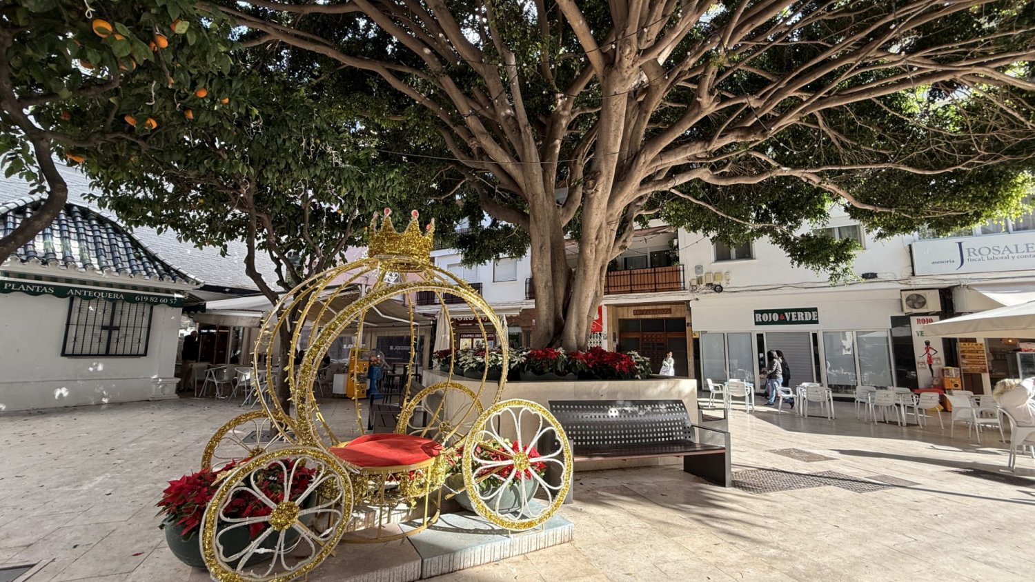 El Ayuntamiento de Estepona refuerza el embellecimiento floral navideño con 23.000 plantas