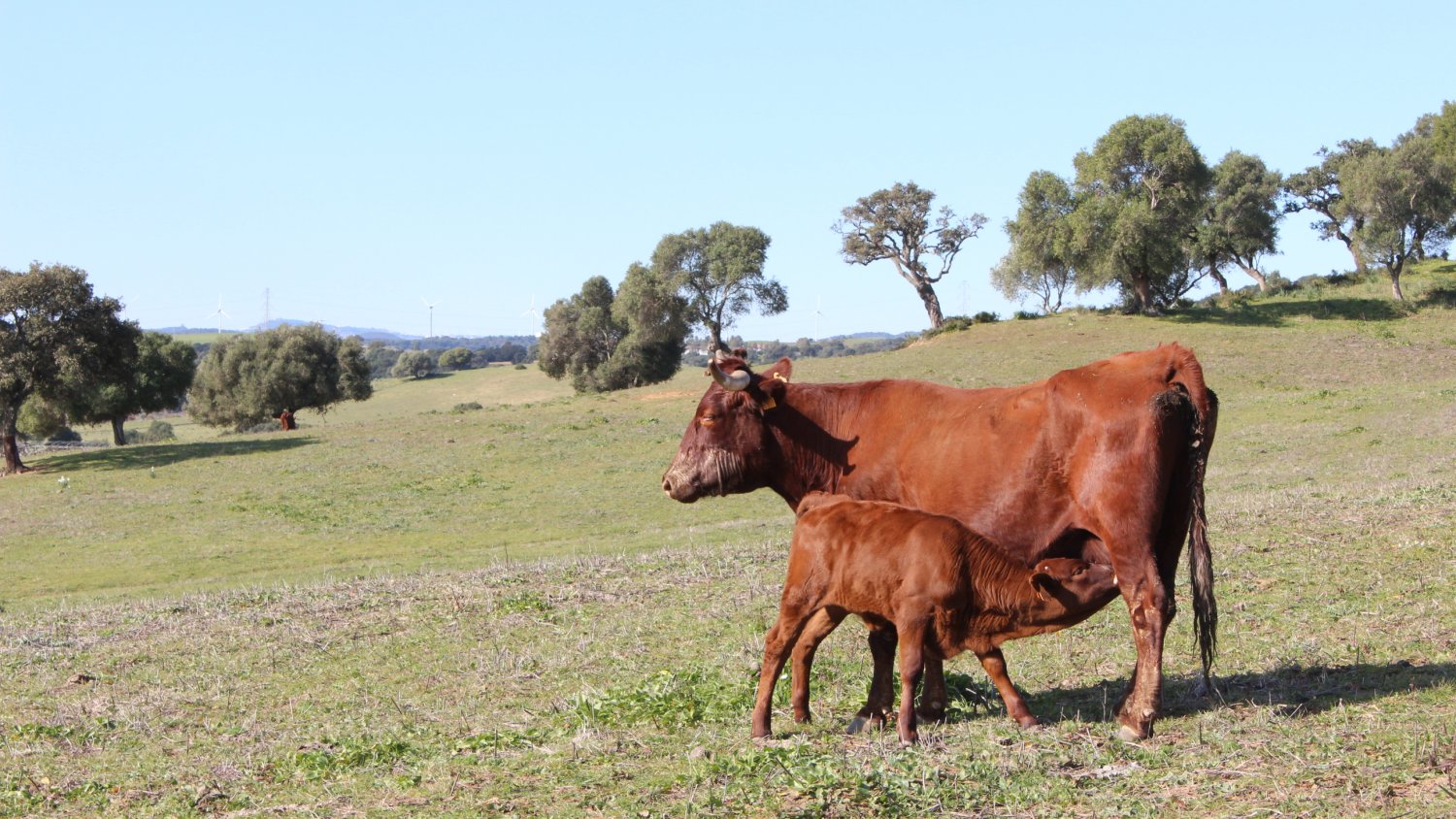 Agricultura convoca para 2026 ayudas de 6,8M€ para las Agrupaciones de Defensa Sanitaria Ganadera