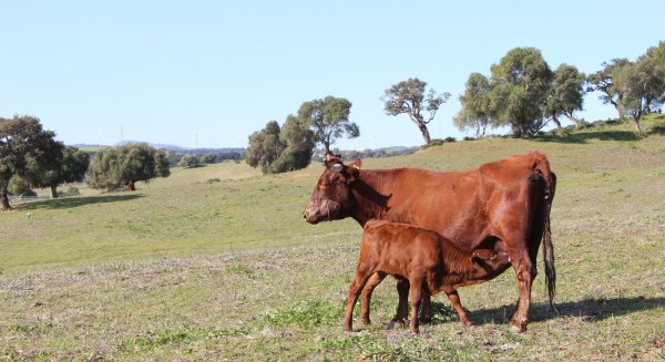 Agricultura convoca para 2026 ayudas de 6,8M€ para las Agrupaciones de Defensa Sanitaria Ganadera