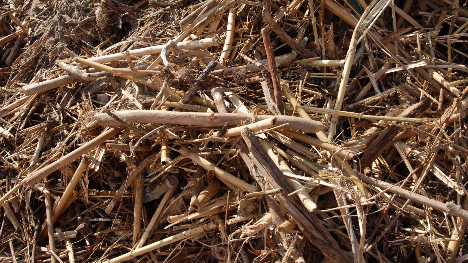 La Mancomunidad abarata el tratamiento de las toneladas de cañas para aliviar el gasto de los ayuntamientos