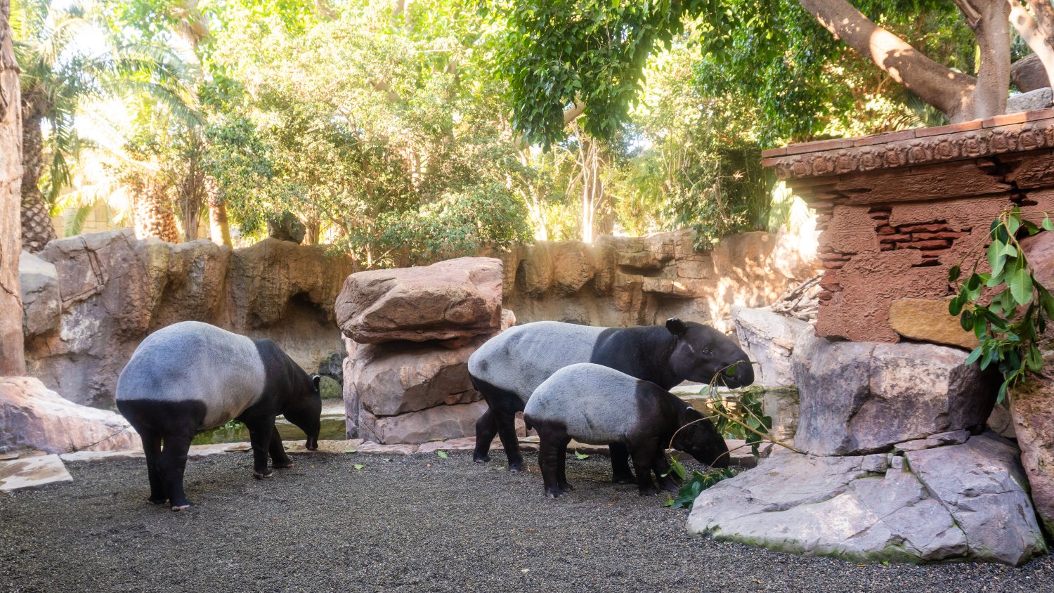 Récord histórico de visitas en 2025: los zoos y acuarios de AIZA superan los 15 millones de visitantes