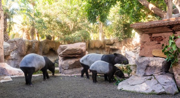 Récord histórico de visitas en 2025: los zoos y acuarios de AIZA superan los 15 millones de visitantes