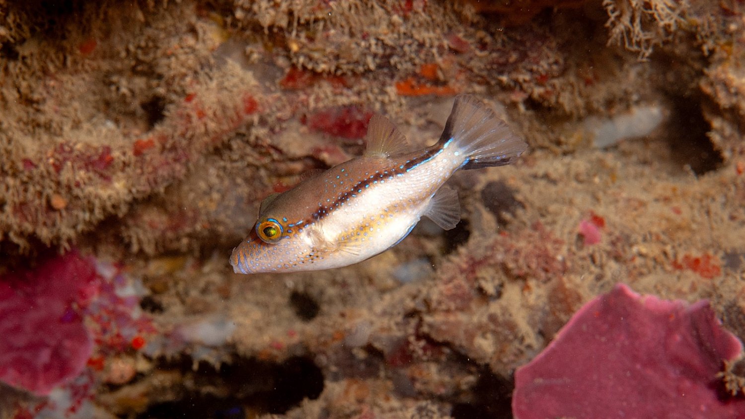 Un estudio del IEO confirma la 'tropicalización' de peces en el Mar de Alborán 