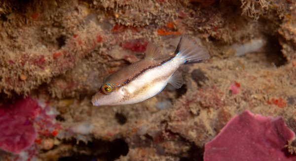 Un estudio del IEO confirma la 'tropicalización' de peces en el Mar de Alborán 