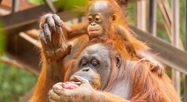 AIZA reclama en el Congreso una ley de grandes simios fundamentada en la evidencia científica