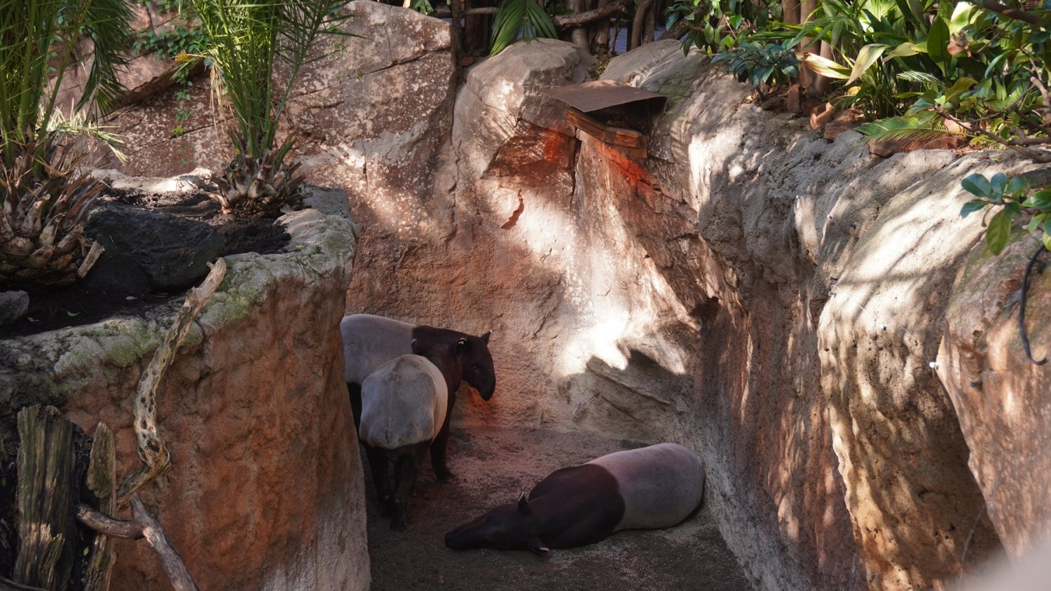 BIOPARC Fuengirola activa su protocolo de invierno: calefacción personalizada y caldos calientes para sus animales