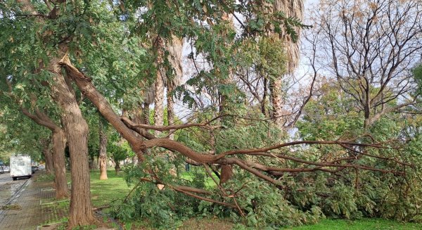 El PSOE urge a la revisión del arbolado urbano tras el colapso de varios ejemplares en Churriana