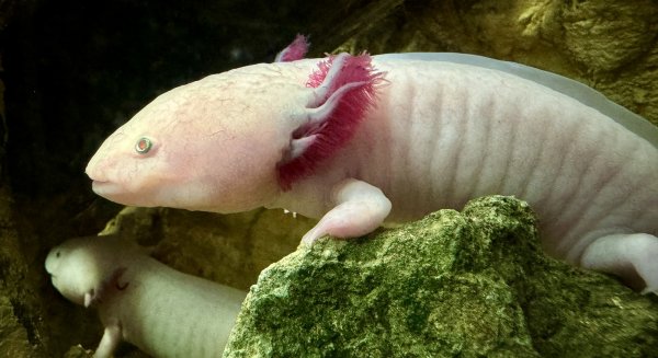 Bioparc Fuengirola alerta sobre la situación 'crítica' del ajolote y la fragilidad de los ecosistemas de agua dulce