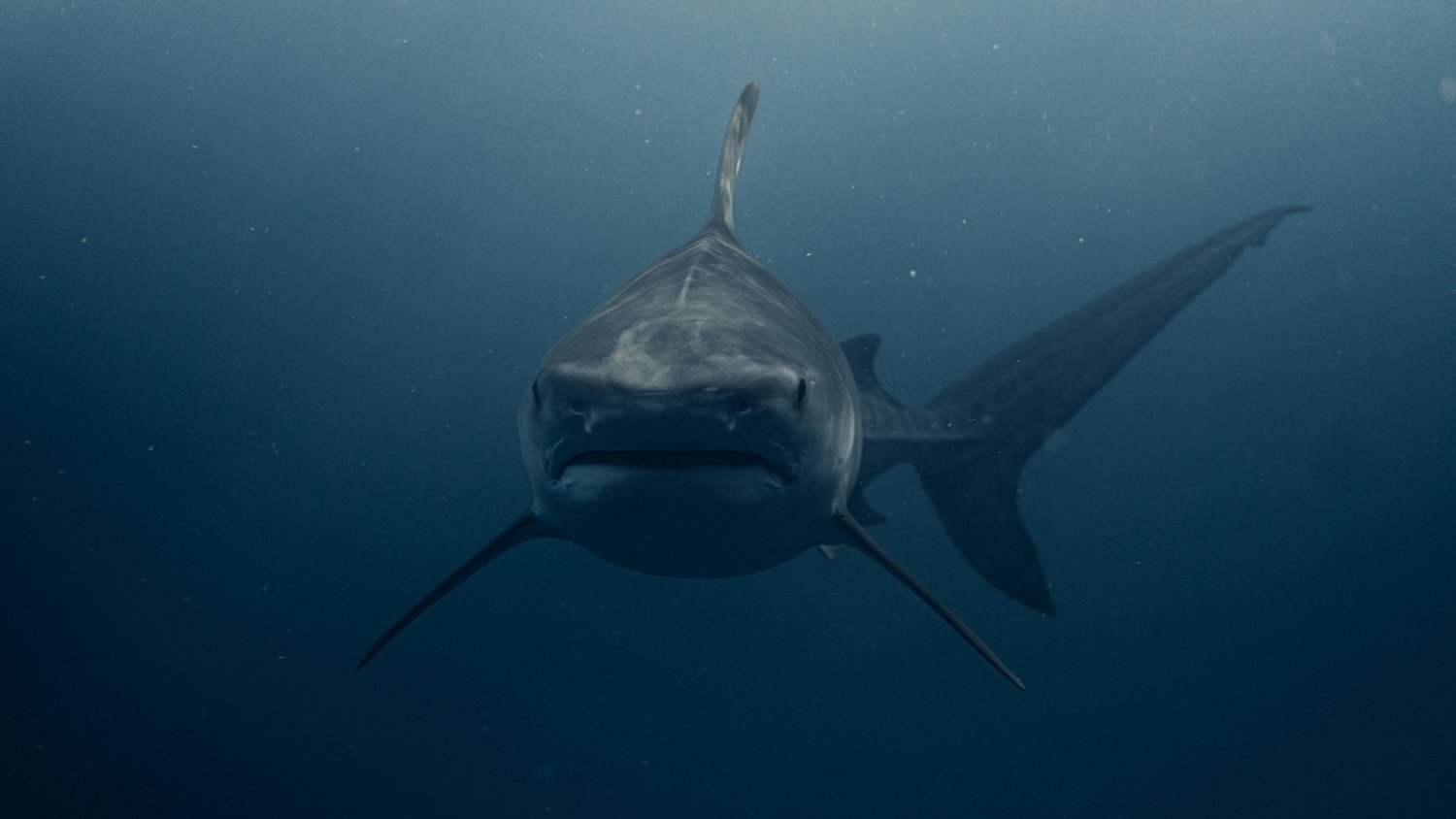 Investigadores del IEO documentan un nuevo registro confirmado de tiburón blanco en el Mediterráneo español
