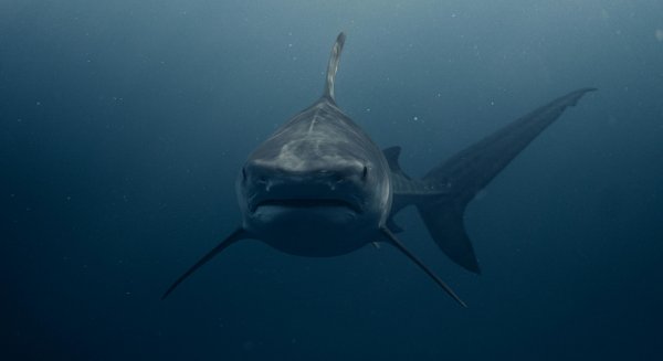 Investigadores del IEO documentan un nuevo registro confirmado de tiburón blanco en el Mediterráneo español
