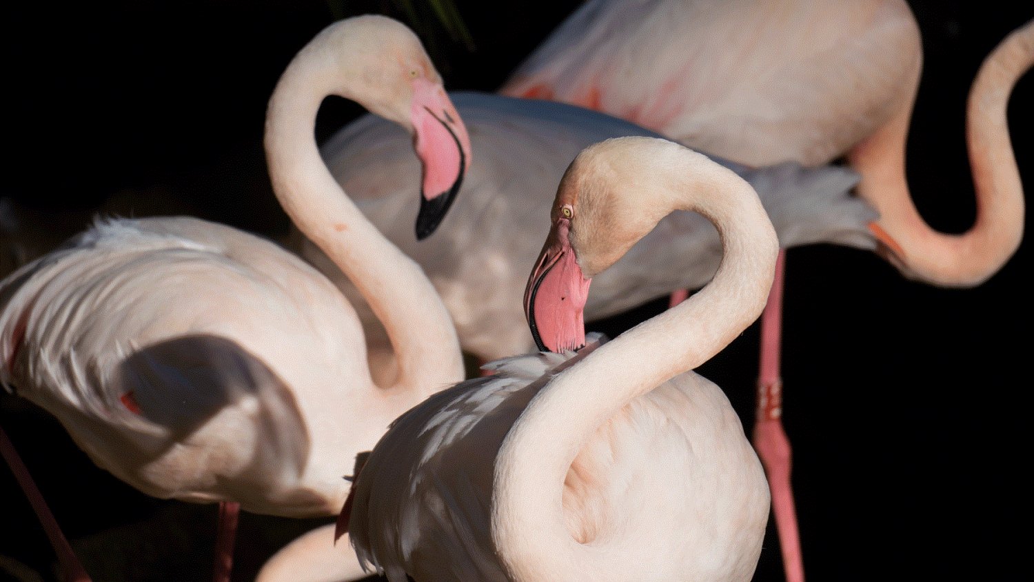 Bioparc Fuengirola analiza el comportamiento reproductivo y el cuidado compartido en especies amenazadas