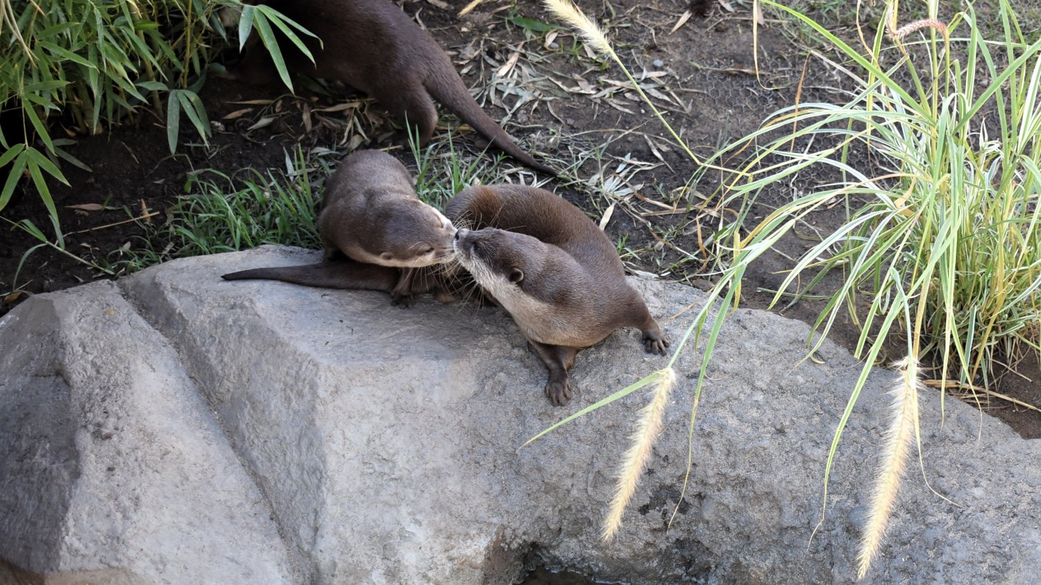 Kira y Leo celebran su 'historia de amor' en Sea Life Benalmádena con el nacimiento de dos nuevas nutrias