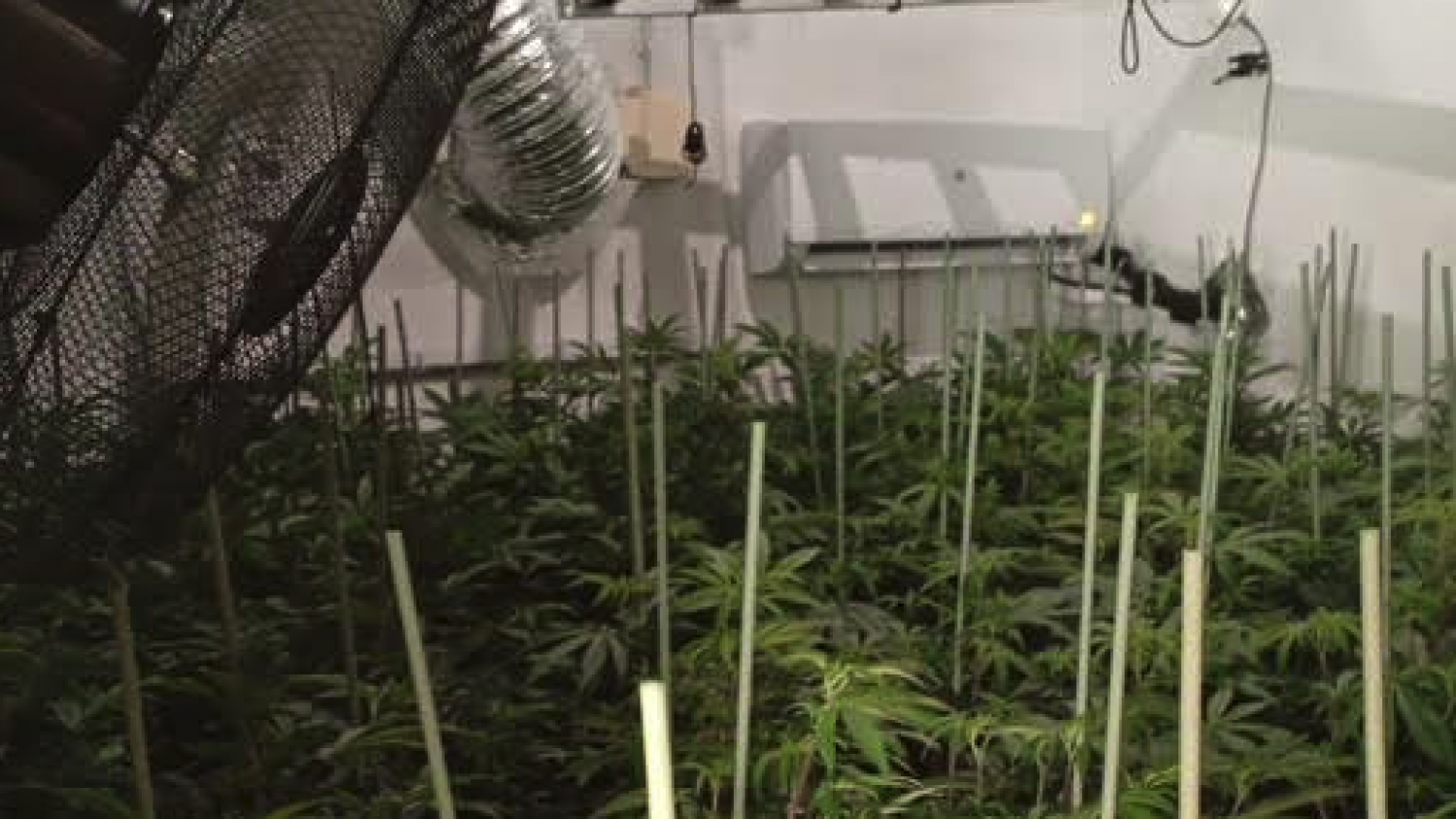 La Policía Nacional interviene 381 plantas de marihuana en un piso acondicionado como invernadero 