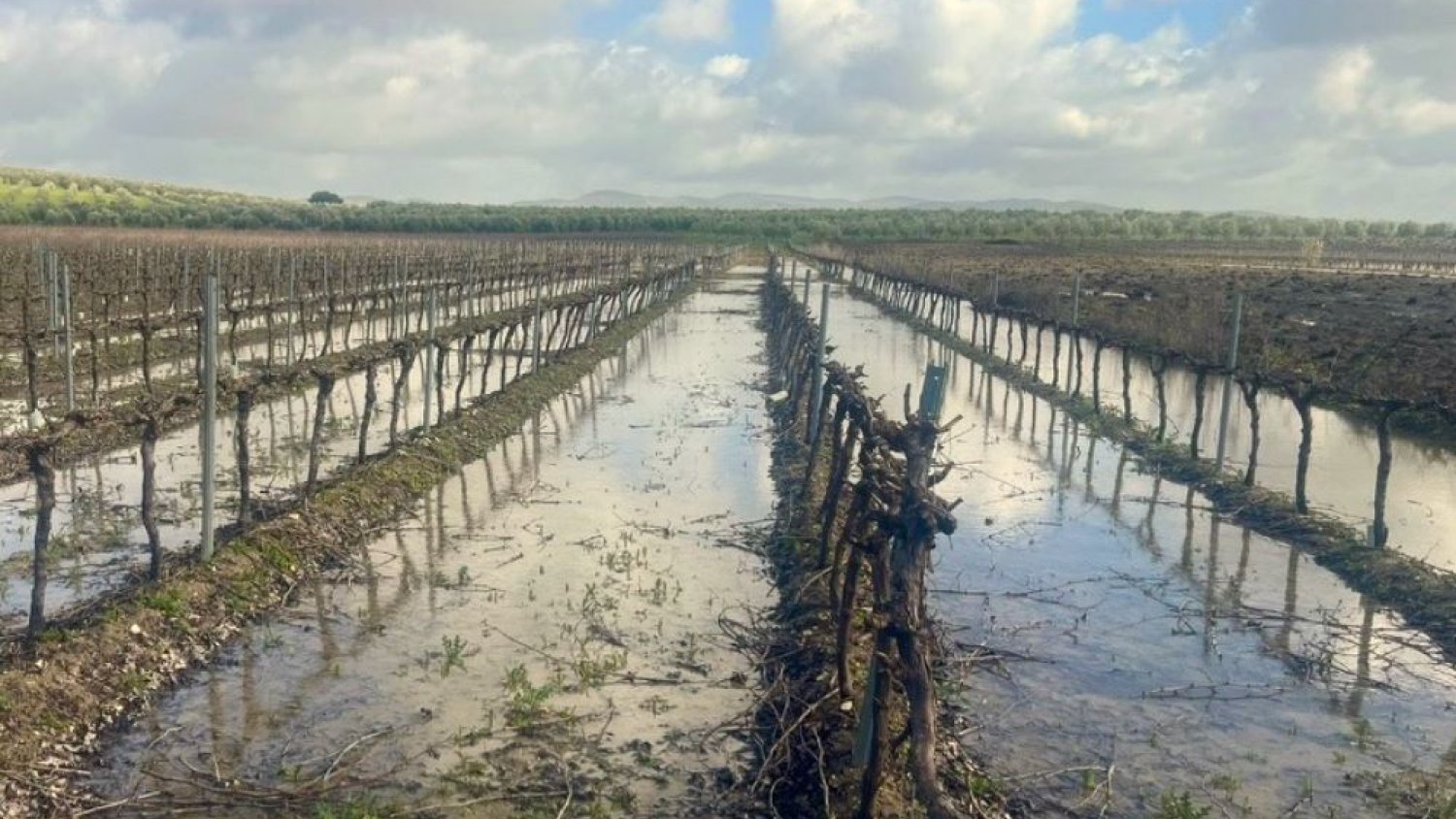 La Junta publica siete guías de emergencia para salvar los cultivos tras las inundaciones