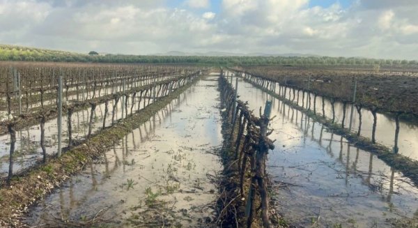 La Junta publica siete guías de emergencia para salvar los cultivos tras las inundaciones
