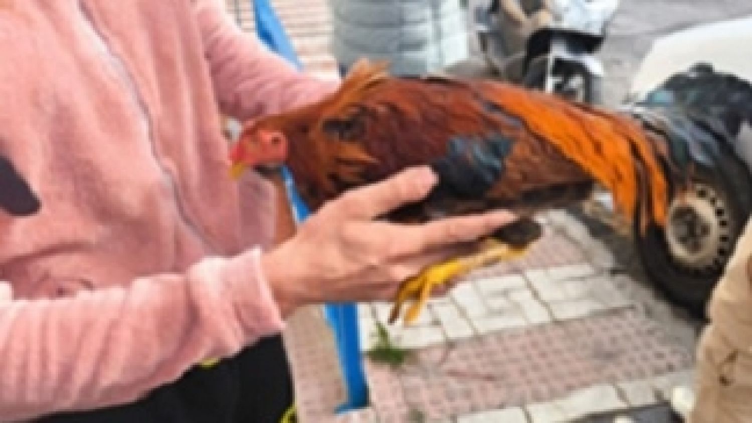 Detenidos dos jóvenes por robar gallos de pelea en fincas de Los Montes de Málaga y Cártama