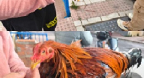 Detenidos dos jóvenes por robar gallos de pelea en fincas de Los Montes de Málaga y Cártama