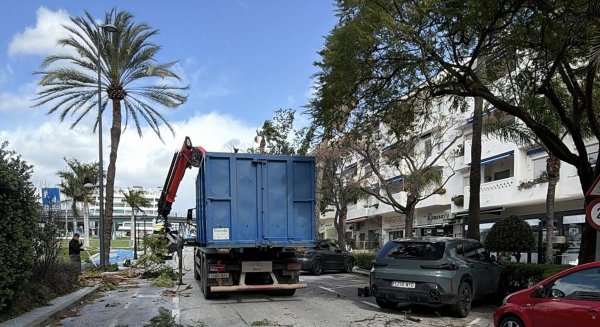 Marbella culmina la puesta a punto de 204 árboles y palmeras en la avenida del Mediterráneo de San Pedro