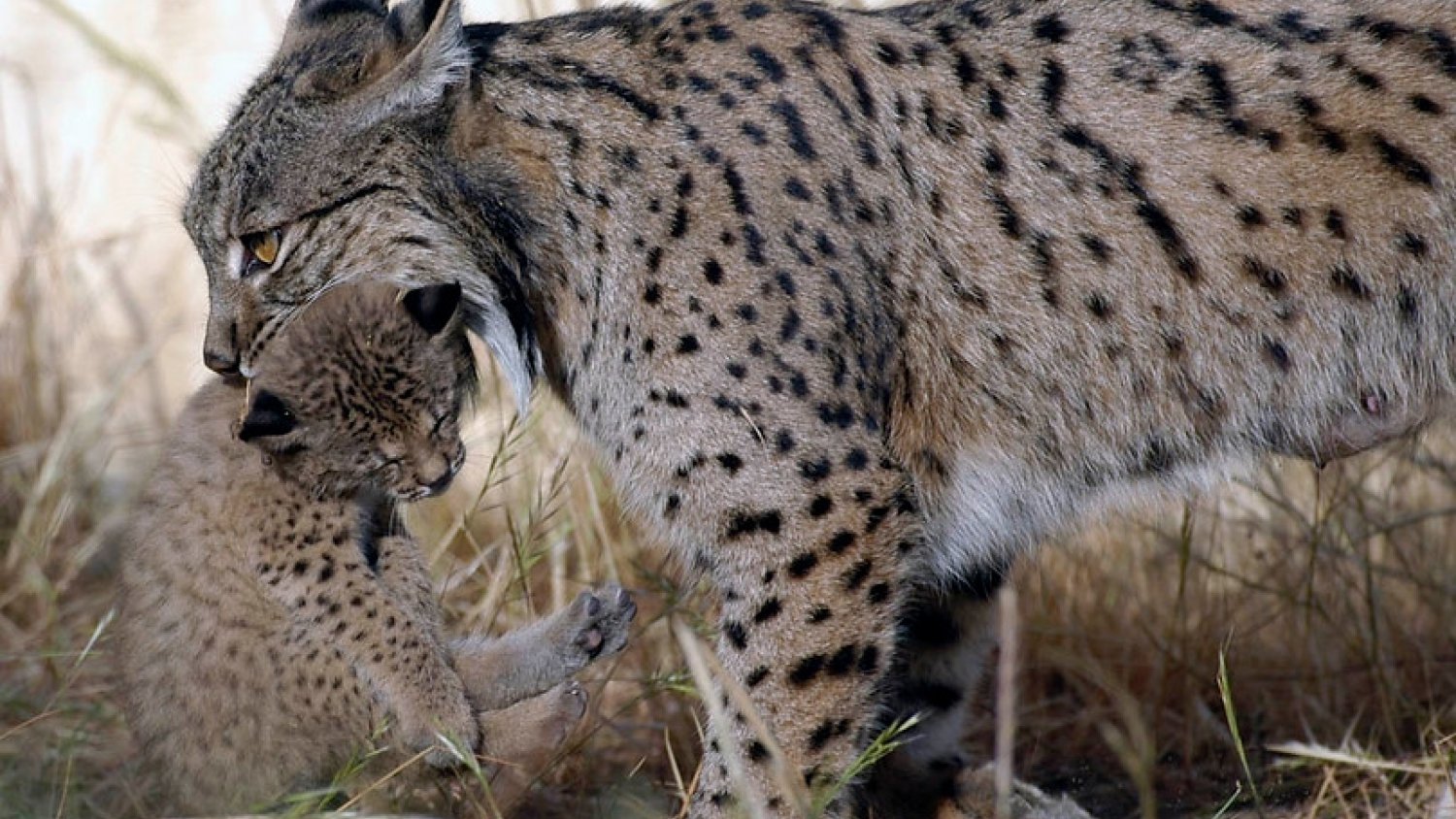 El programa Lynxconnect publica el nuevo censo de linces en Andalucía que alcanza 522 ejemplares