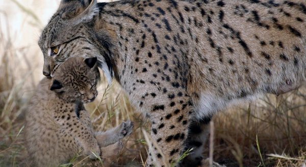 El programa Lynxconnect publica el nuevo censo de linces en Andalucía que alcanza 522 ejemplares