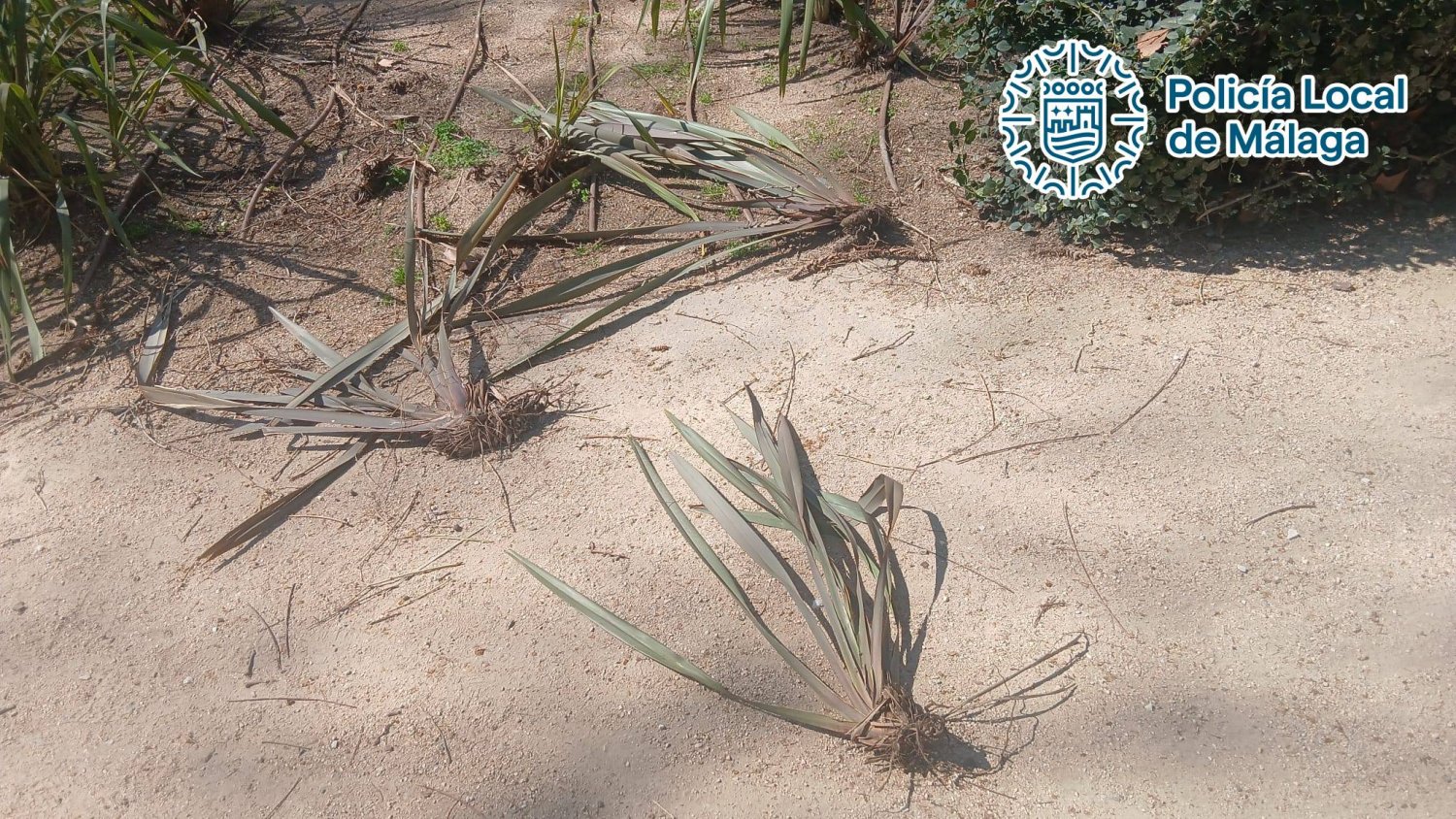 Detenido un joven de 24 años por causar daños en los jardines y el mobiliario del Paseo del Parque