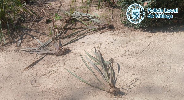 Detenido un joven de 24 años por causar daños en los jardines y el mobiliario del Paseo del Parque