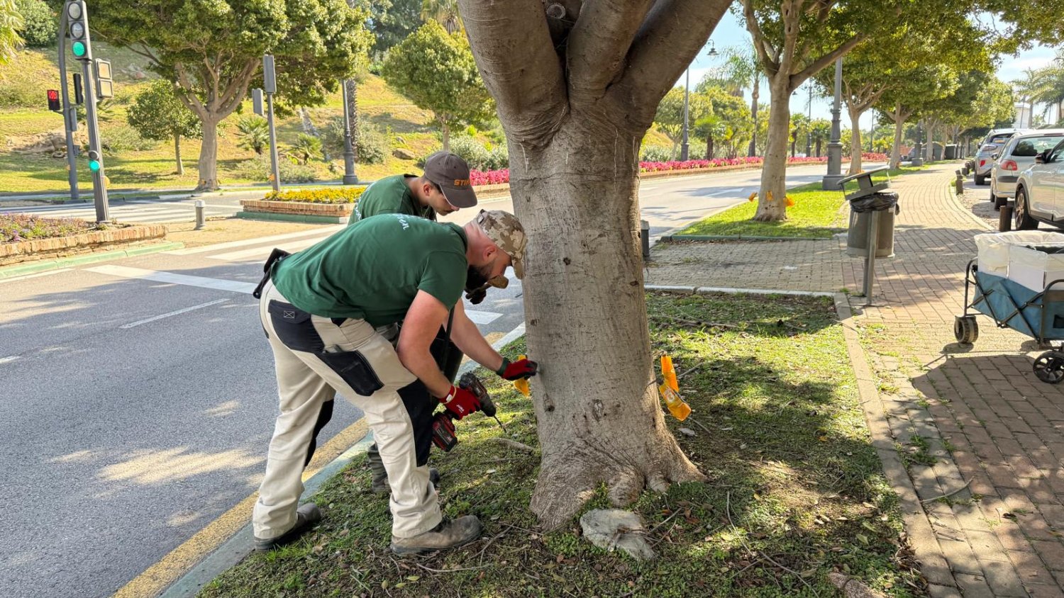 Estepona inicia una campaña preventiva para controlar las plagas de insectos en el arbolado de sus parques 