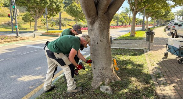 Estepona inicia una campaña preventiva para controlar las plagas de insectos en el arbolado de sus parques 