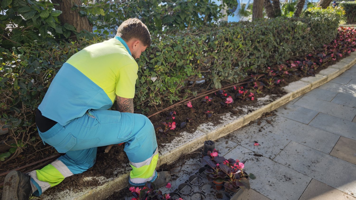 Estepona inicia la plantación de primavera con más de 400.000 ejemplares en sus zonas verdes
