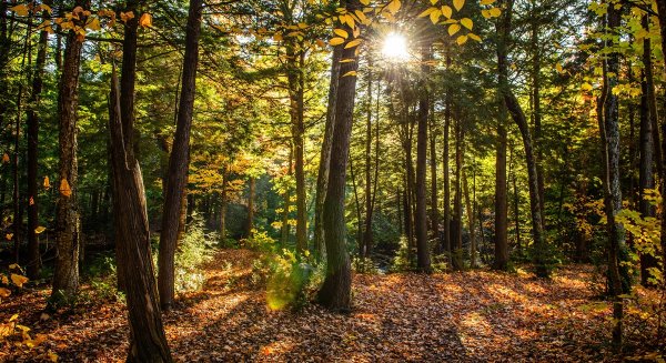 La Junta alerta del riesgo de contaminación por pilas en los bosques ante el Día Internacional de la Naturaleza