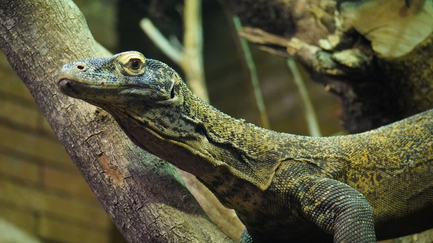 BIOPARC Fuengirola celebra el tercer aniversario de sus dragones de Komodo con el primer traslado internacional