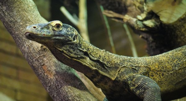 BIOPARC Fuengirola celebra el tercer aniversario de sus dragones de Komodo con el primer traslado internacional