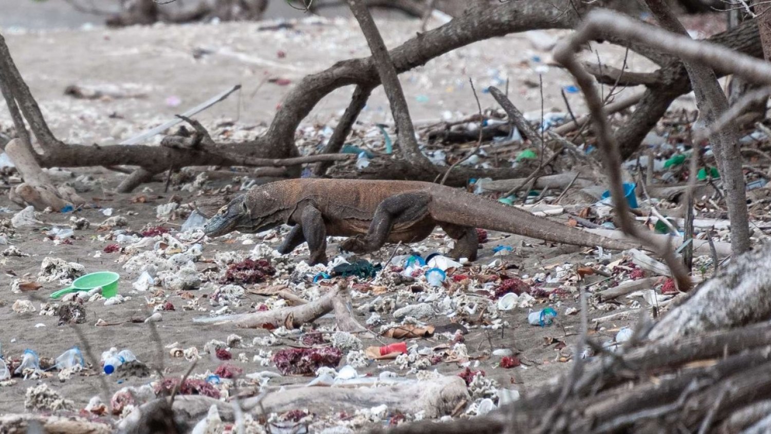 Bioparc Fuengirola pone en marcha un proyecto de realidad virtual para concienciar sobre los residuos