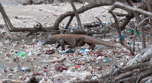 Bioparc Fuengirola pone en marcha un proyecto de realidad virtual para concienciar sobre los residuos