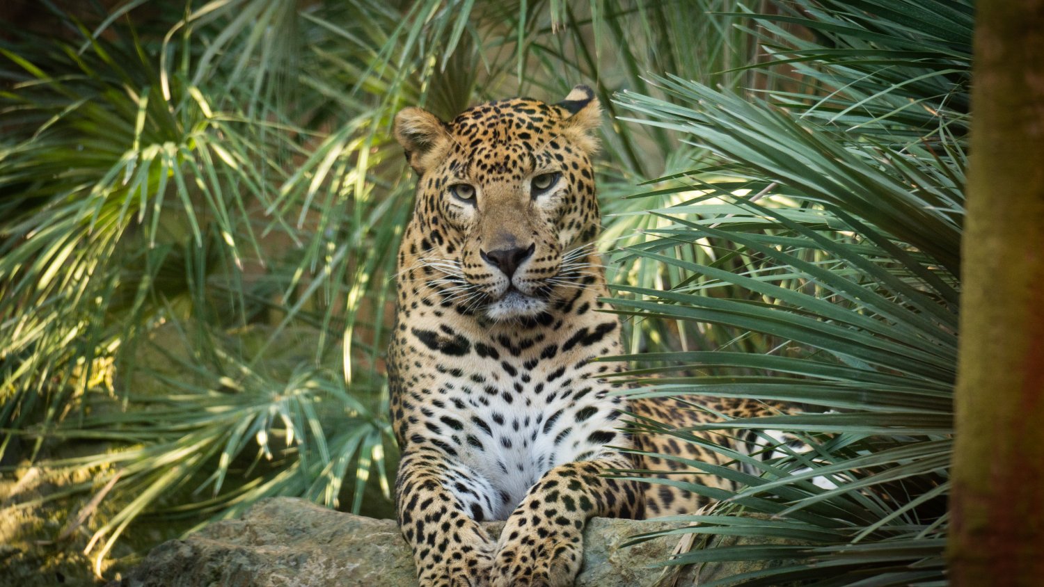 Bioparc Fuengirola conmemora su 25º aniversario con el lanzamiento de 'Origen' un concurso de fotografía
