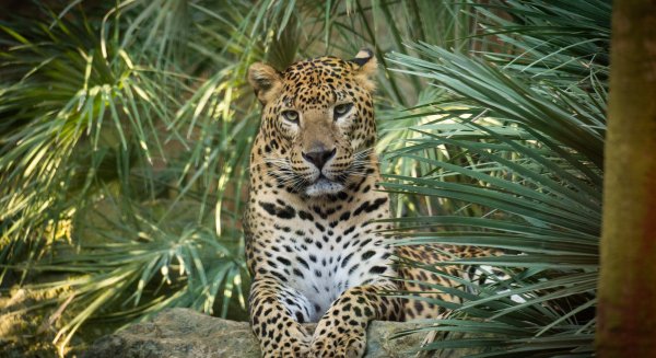 Bioparc Fuengirola conmemora su 25º aniversario con el lanzamiento de 'Origen' un concurso de fotografía