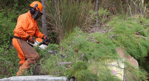 Mijas desarrolla labores de mantenimiento en la sierra con el objetivo de prevenir incendios forestales