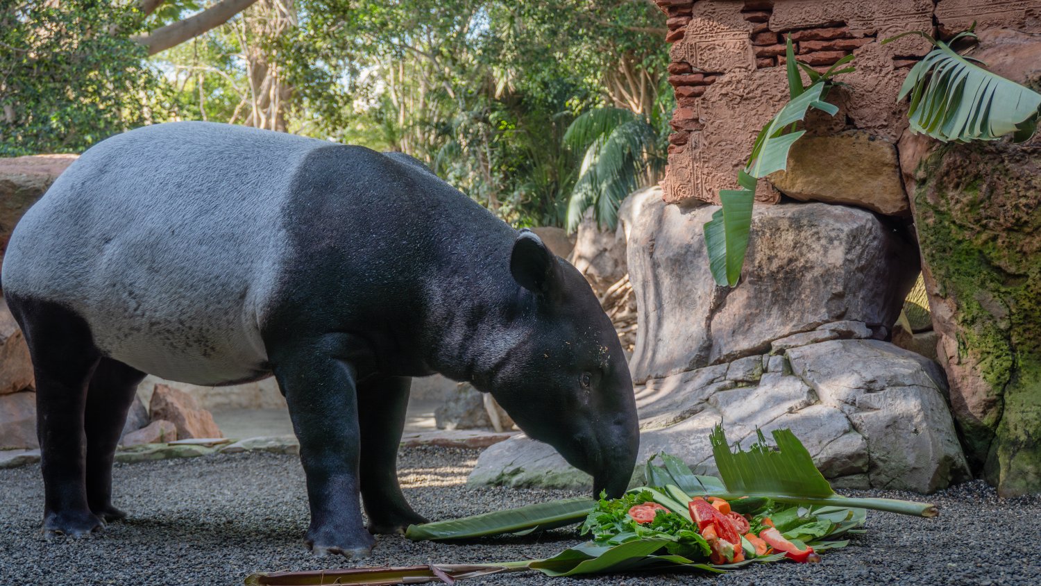 BIOPARC Fuengirola celebra el primer cumpleaños de Tari, la cría de tapir malayo