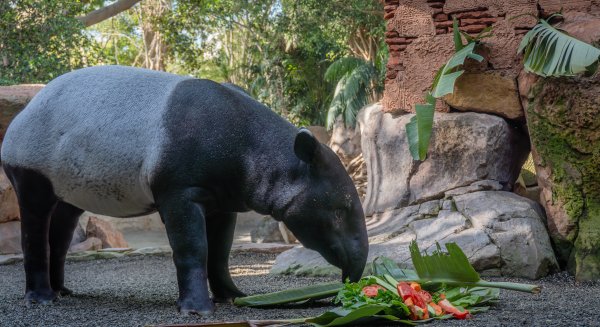 BIOPARC Fuengirola celebra el primer cumpleaños de Tari, la cría de tapir malayo