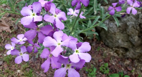 El Jardín Botánico La Concepción elige al alhelí de Madeira como planta del mes de abril