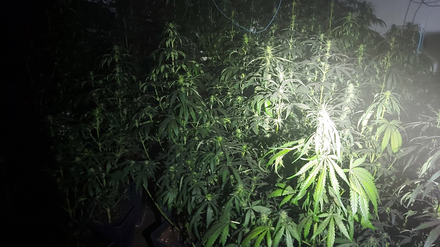 La Policía Local acude a un local incendiado y detiene al responsable de una plantación de marihuana