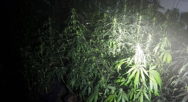 La Policía Local acude a un local incendiado y detiene al responsable de una plantación de marihuana