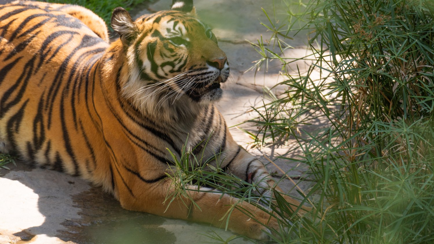 La protección del tigre de Sumatra arroja resultados esperanzadores con la identificación de nuevos ejemplares en Indonesia