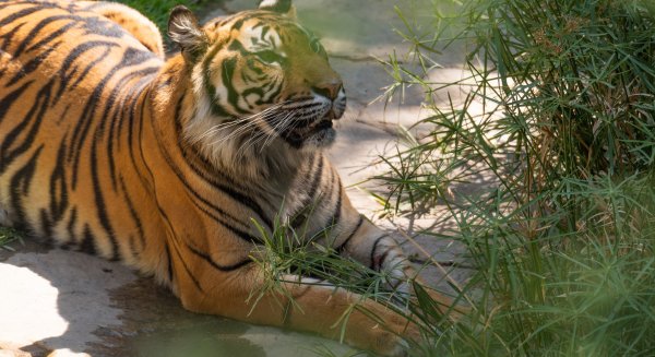 La protección del tigre de Sumatra arroja resultados esperanzadores con la identificación de nuevos ejemplares en Indonesia