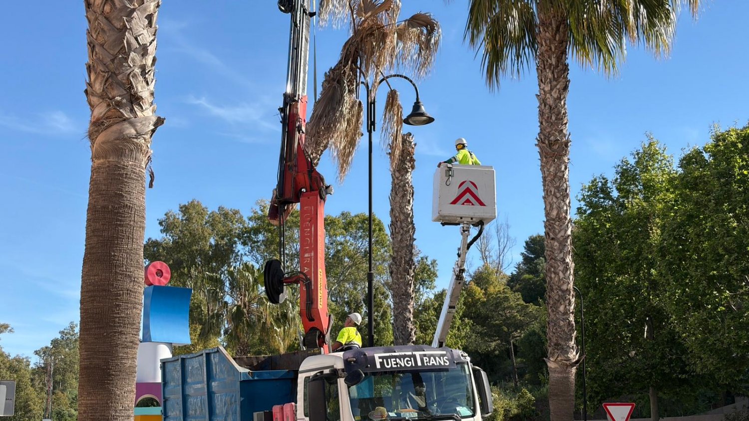 Mijas actúa contra el hongo fusarium con labores de saneamiento en palmeras washingtonias